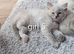 Beautiful pedigree ragdolls