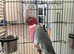 Female Ghala cockatoo beautiful parrot