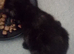 5 kittens available