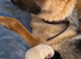 German Shepard puppies