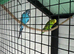 Exhibition budgies