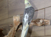 Baby Cockatiels all colours available,14