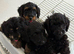 Daxiepoo girls and boys ready for there forever family now