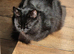 Beautiful black cat very affectionate and loving