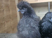 2 month old silkie cockrel