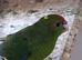 Young Kakariki bourkes and budgies