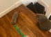 British shorthair kittens for sale