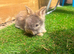 Baby angoras beautiful mix