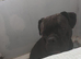 Female blue bulldog