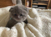 Scottish fold kitten