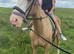 16hh palamino