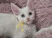2 x Maine coon kittens