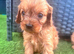 Four cavapoos