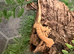 Baby crested geckos