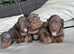 BEAUTIFUL DACHSHUND PUPPIES