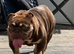 Female adult English bulldog