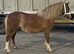 3 year old filly