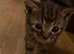 Tabby boy kitten