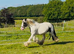 13.2 5yr Old Coloured Cob Mare