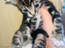 5 beautiful kittens