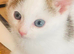 8 week old, playful, handsome white and tabby