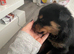 Rottweiler puppy’s (ruskies)