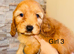 Adorable cavapoo puppies