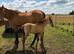PBA Dun Colt foal