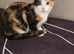 Calico girl