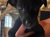 Bedlington whippet X Lurcher pups