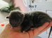 All kittens now reserved