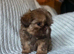 Beautiful Chocolate Shih Tzus