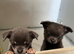 Lilac and blue chihuahua puppies