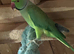 Ringneck