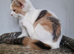 British shorthair x ragdoll