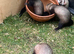 Baby ferrets.