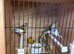 Various canarys for sale