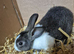 Dutch rabbits ready for new homes