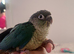 Tamed Baby Conure / Turquoise