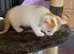 Female kitten