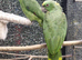 Beautiful condition talking and singing yellow naped honduras amazon breeding pair 2019 and 2020