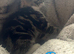 1 boy 3 girl kittens