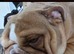 English Bulldog Bitch Lilac Fawn DWKC papers 11mths