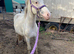 Lovely 2yr old gelding