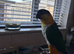 Silly tame black headed caique 3 years old