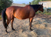 15.2 Bay Gelding