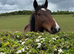 Four year old mare 14.2