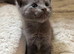 Ragdoll Kittens ready at the end of October