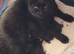 Ragdoll Cross Egyptian Mau Cross Kittens