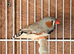 Zebra Finch